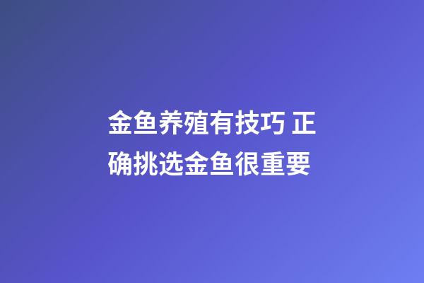 金鱼养殖有技巧 正确挑选金鱼很重要